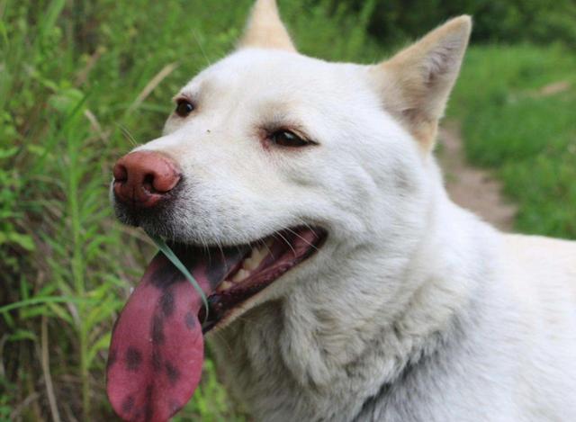 中华田园犬12个品种图，中华田园犬12个品种图合集（中华田园犬常见的有哪些）