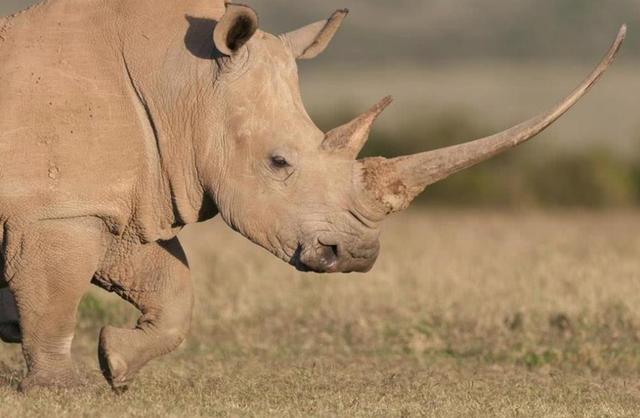 第六次生物大灭绝，地球正进入第六次生物大灭绝（5次生物大灭绝地球经历了什么）