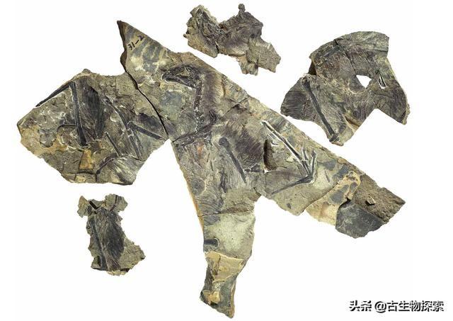 恐龙种类中脖子最长的腕龙，长颈巨龙的杰出代表