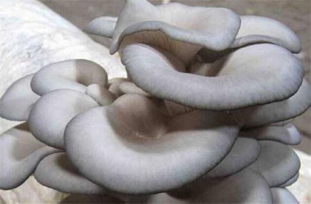 平菇的栽培种植技术和管理，平菇的栽培技术