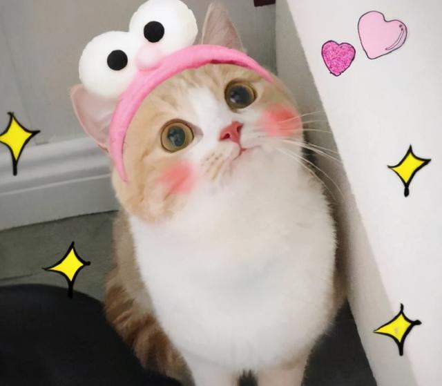 猫叫什么名字好听，猫咪起啥名字好听小白猫