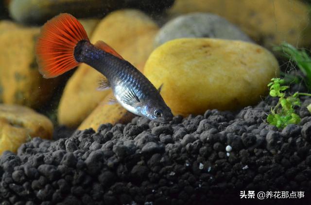 养殖热带鱼鱼缸如何装饰，在客厅养热带鱼
