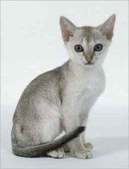 世界名猫品种，世界名猫品种大全