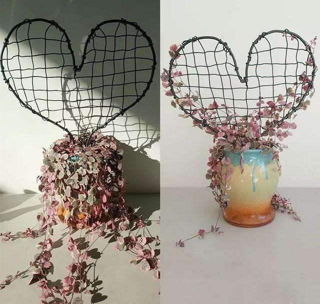 庭院中种什么爬藤花，院子里如果想搭设花廊架