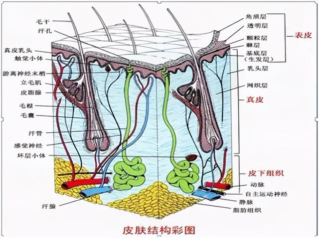 皮肤结构模型详解，皮肤的结构分析