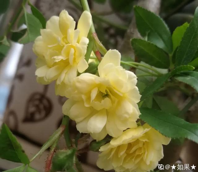 春夏秋冬四季什么花好看，这十种花几乎一年四季都开花