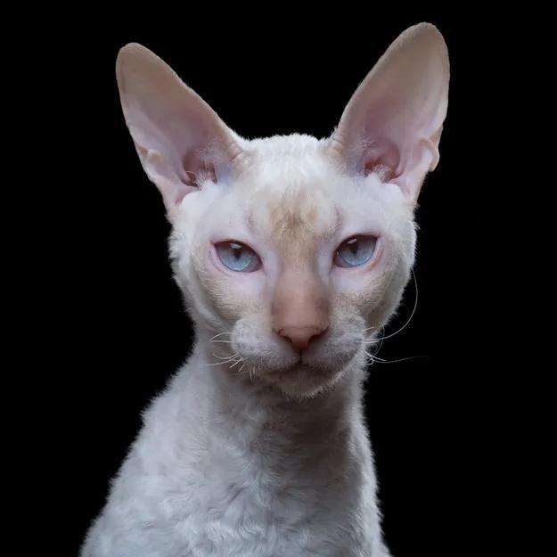 10种最聪明的卷毛猫，人气超高却买不起的猫