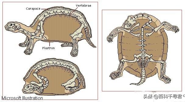 龟类体型排名，全球乌龟排行榜，十大排名
