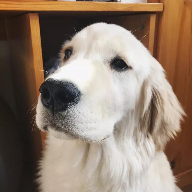 可爱聪明又调皮的狗狗排行榜，前5位最“聪明”的狗狗