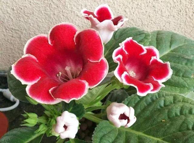 君子兰怎么浇水，君子兰正确浇水原则（这才是最正确的方法）