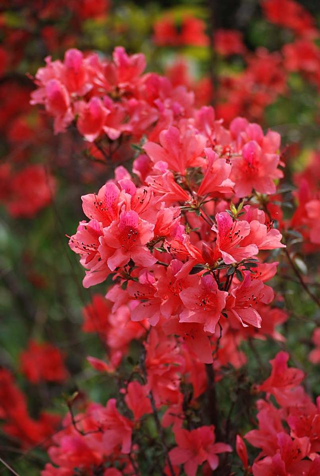 八种常见有毒花，这15种大毒花