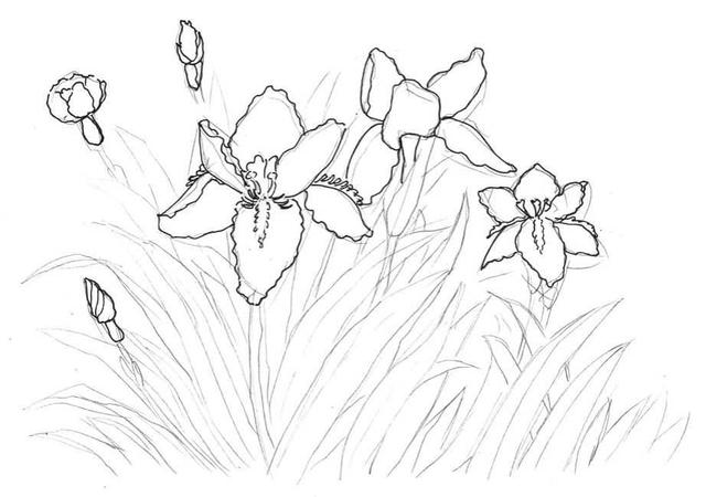 钢笔画入门基本步骤，钢笔画入门步骤详解