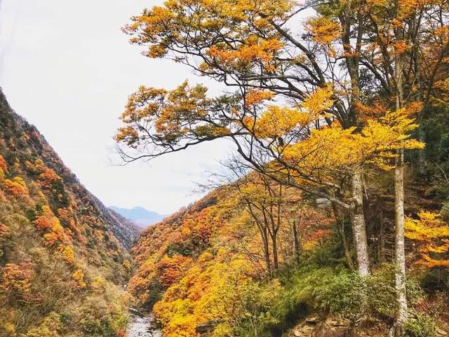 神农架必去5个景点，神农架必游8大景点（这份旅游攻略请收藏）