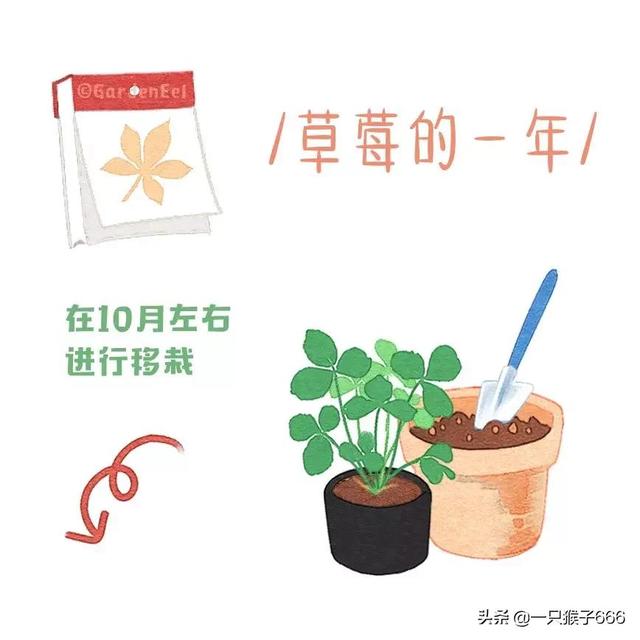 什么品种草莓好吃，草莓品种最好的是哪种（24种常见草莓品种）