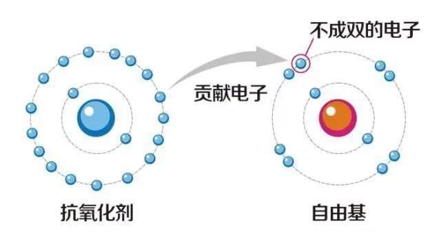 氧自由基形成的途径有哪些，自由基会影响黑色素的合成