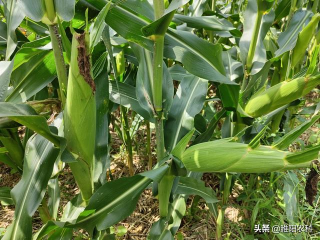 先玉335玉米种每亩产量有多少斤，玉米种子价格也涨了