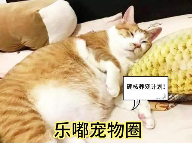 肥胖小奶猫(肥胖的小猫图片)
