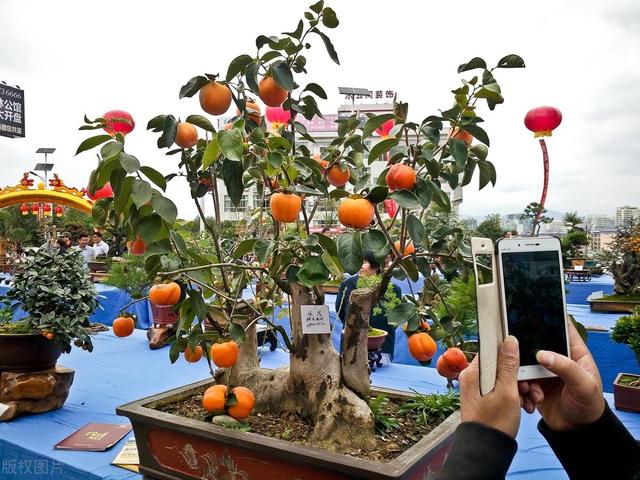 金弹子养殖与管理，想要金弹子更合盆