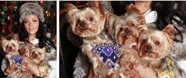 宠物宝珠都有什么，珠宝不是人的专属宠物也能佩戴