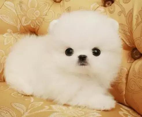 100多种狗价格表，各种狗及身价