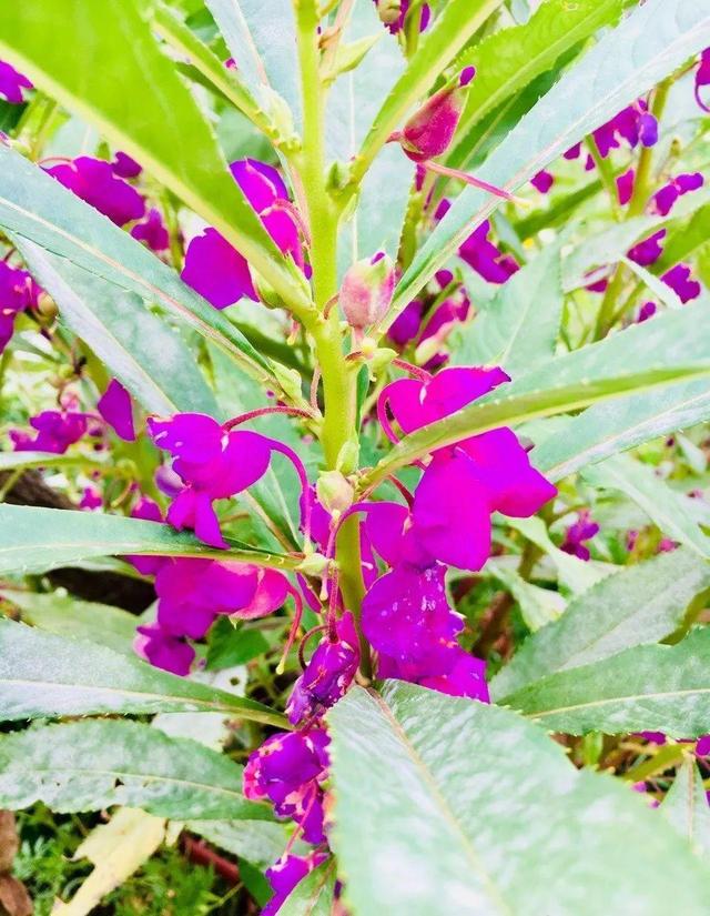 家里再穷也要养这3种花，三种花再穷也要养一盆（家里再穷，也要养这几种花）