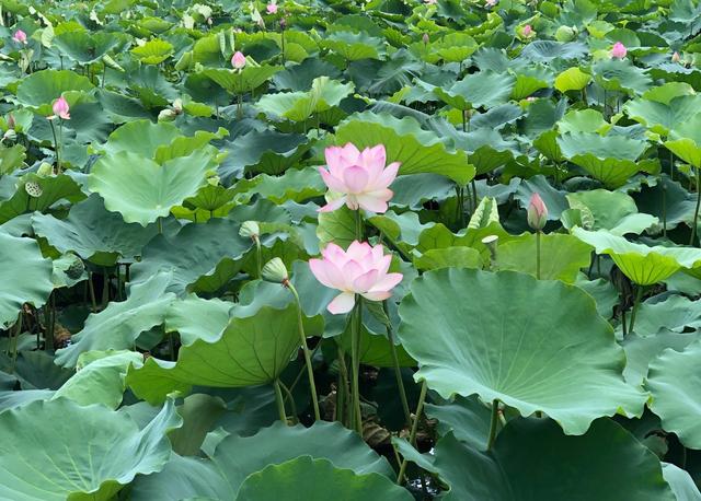 惠州海岛旅游景点哪里好玩，惠州野沙滩大汇总：8个野沙滩