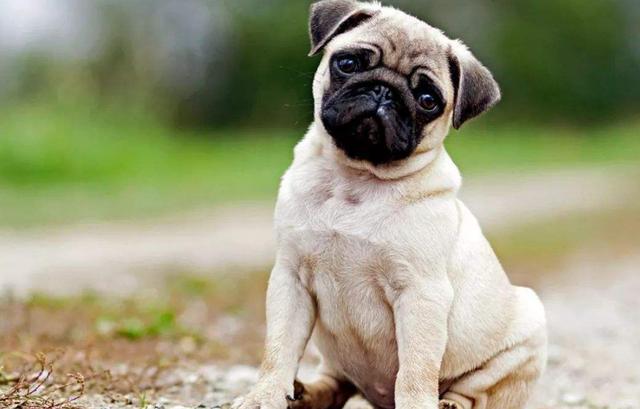 巴哥犬怎么训练，一年的巴哥犬训练方法（而是宠主没有做到这5点）