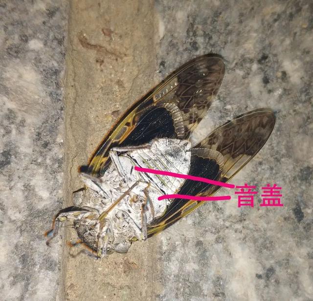 蝉一共有几种种类，青岛当地叫“截流”。主要有三种