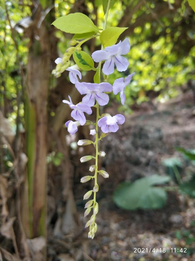 大王山森林公园，东莞大屏嶂森林公园官网