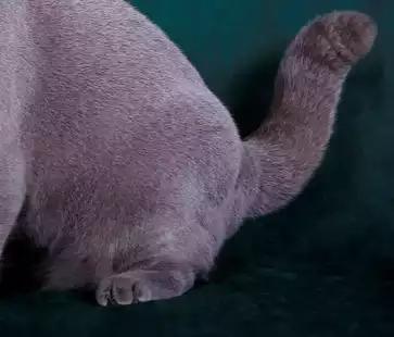 cfa猫，你必须了解关于英国短毛猫的一切