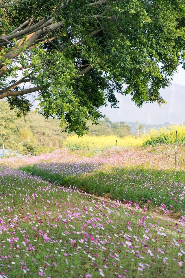 深圳游玩攻略必去的地方免费，7个遛娃好去处全免费