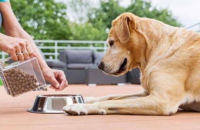 狗狗可以吃藕吗，狗狗喂食的5大禁忌