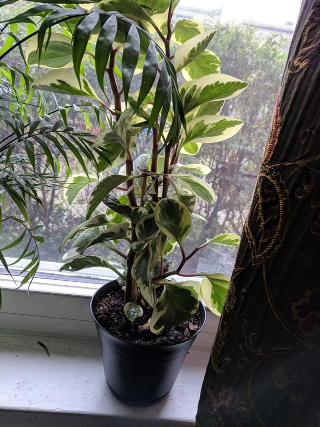 家庭盆栽绿叶植物，家里少不了的8种大叶子盆栽