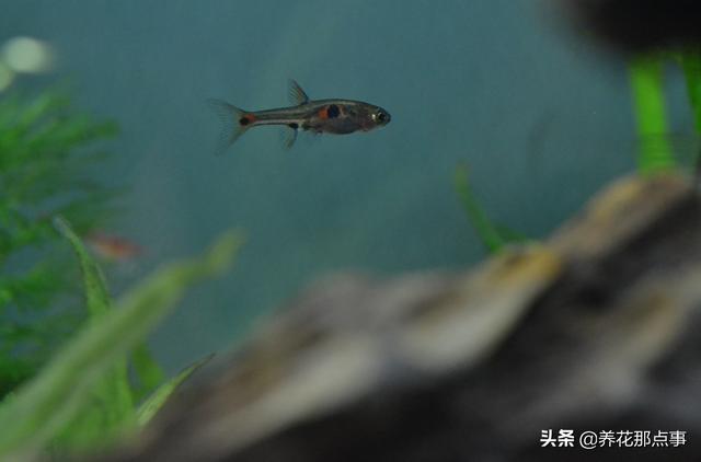 养殖热带鱼鱼缸如何装饰，在客厅养热带鱼