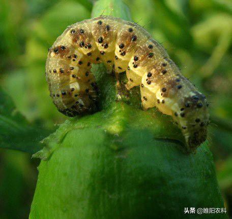 快速消灭害虫的方法，甲维盐几个黄金搭档