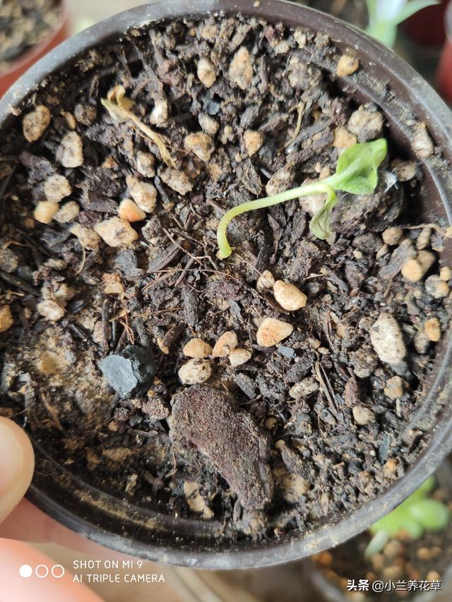 向日葵泰迪熊种子，夏天收获一片花海