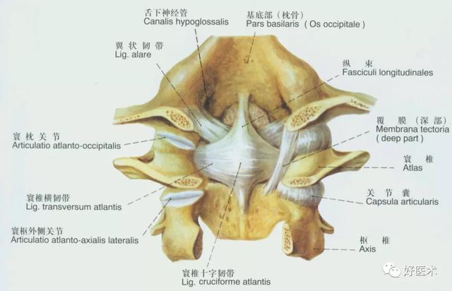 韧带结构图详解，90条韧带的精细解剖