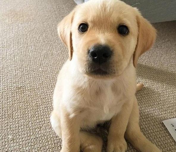 教我如何养好拉布拉多，原来养拉布拉多有这么多好处