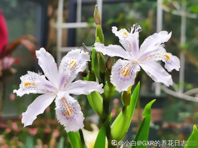 春夏秋冬四季什么花好看，这十种花几乎一年四季都开花