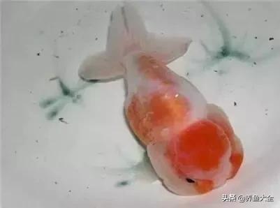 兰寿金鱼图鉴大全，金鱼品种大全之蛋种金鱼