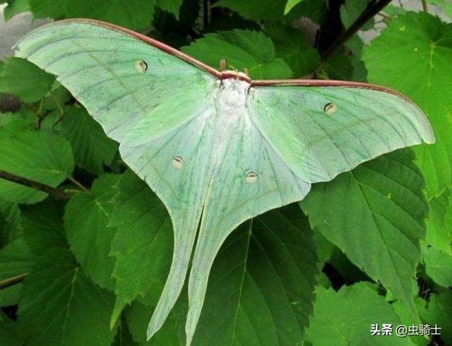 飞蛾跟蝴蝶有什么差别，来来来，我教你一个简单辨认法