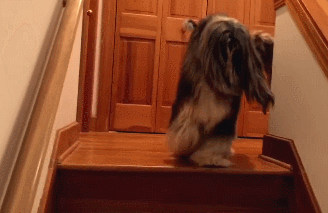 阿拉斯加犬小时候，狗一般有几个月就长成大狗了（毛茸茸的一团太可爱了吧）