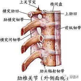 韧带结构图详解，90条韧带的精细解剖