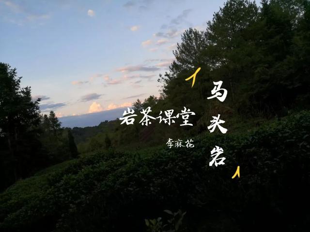 马头岩肉桂是高档茶吗，武夷岩茶肉桂是好茶吗（马头岩肉桂为什么紧随牛栏坑肉桂之后）