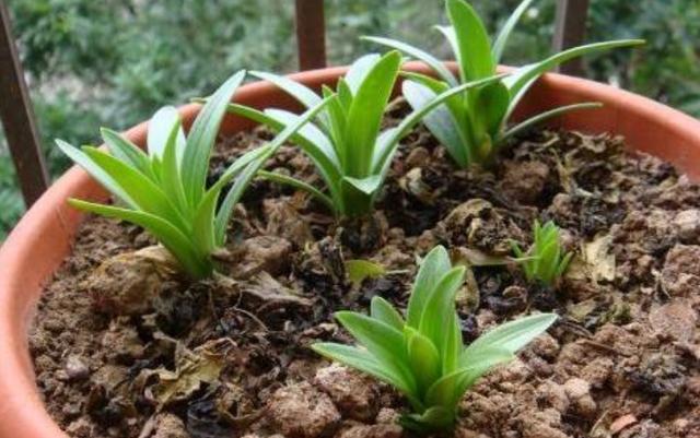 百合花要怎么养才开花好看，百合花花期这样养