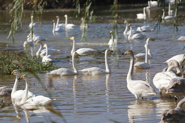 天鹅湖景区三门峡，三门峡天鹅湖国家湿地公园苍龙湖白天鹅