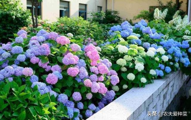 绣球花的养殖方法和注意事项，绣球花的养殖方法和注意事项大全