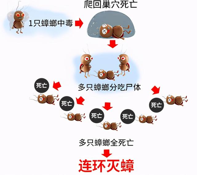 厨房有蟑螂小妙招，只需一小块就让蟑螂无影无踪