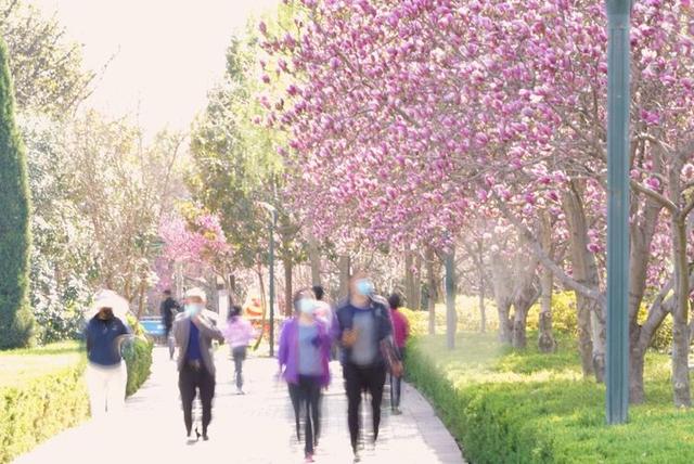 洛阳樱花道旅游攻略，樱花大道游人流连忘返