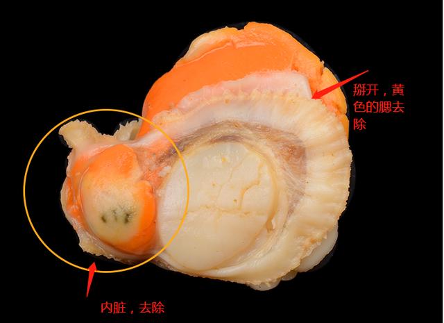 扇贝肉的内脏怎么处理，扇贝肉的正确清理（扇贝肉的做法及扇贝处理的方法）